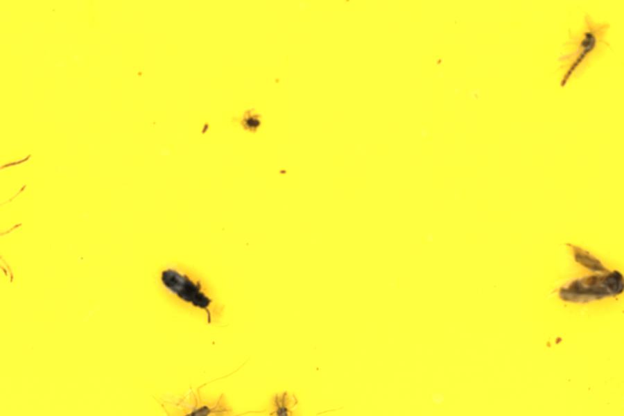 Image 9